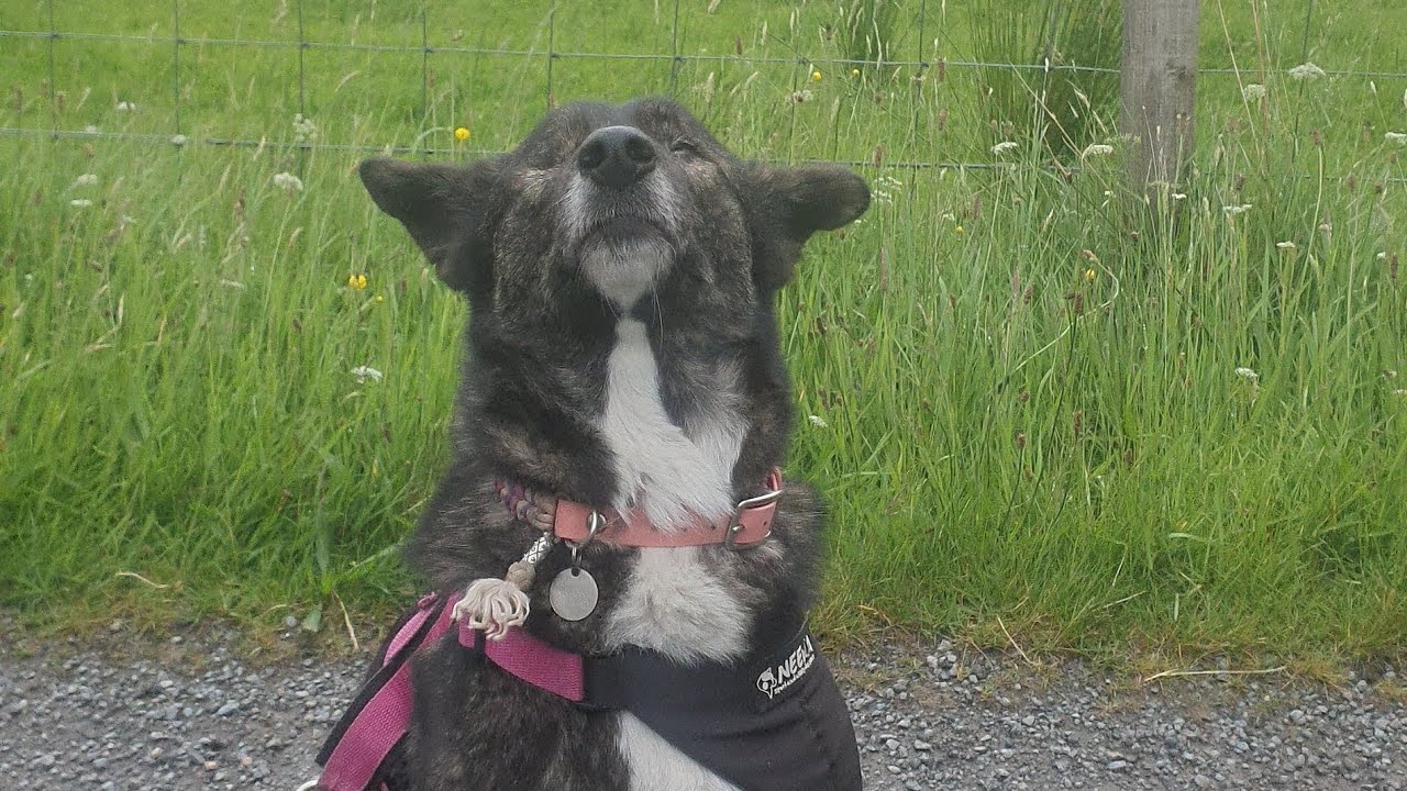How To Help An Anxious Dog Build Resilience