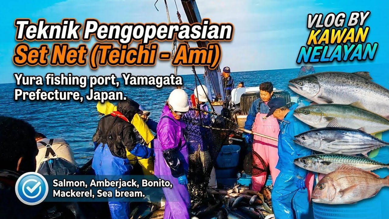 Teknik Pengoperasian Set Net (Taechi-ami) di Yura Fishing port, Yamagata pref, OFCF Japan