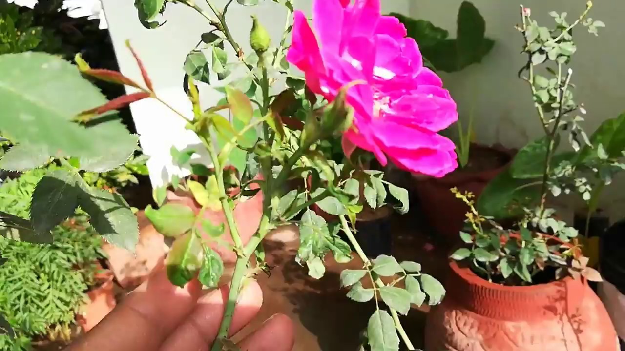 3RD UPDATE AFTER PRUNING HOW  TO GET MORE BRANCHES ON ROSE PLANT