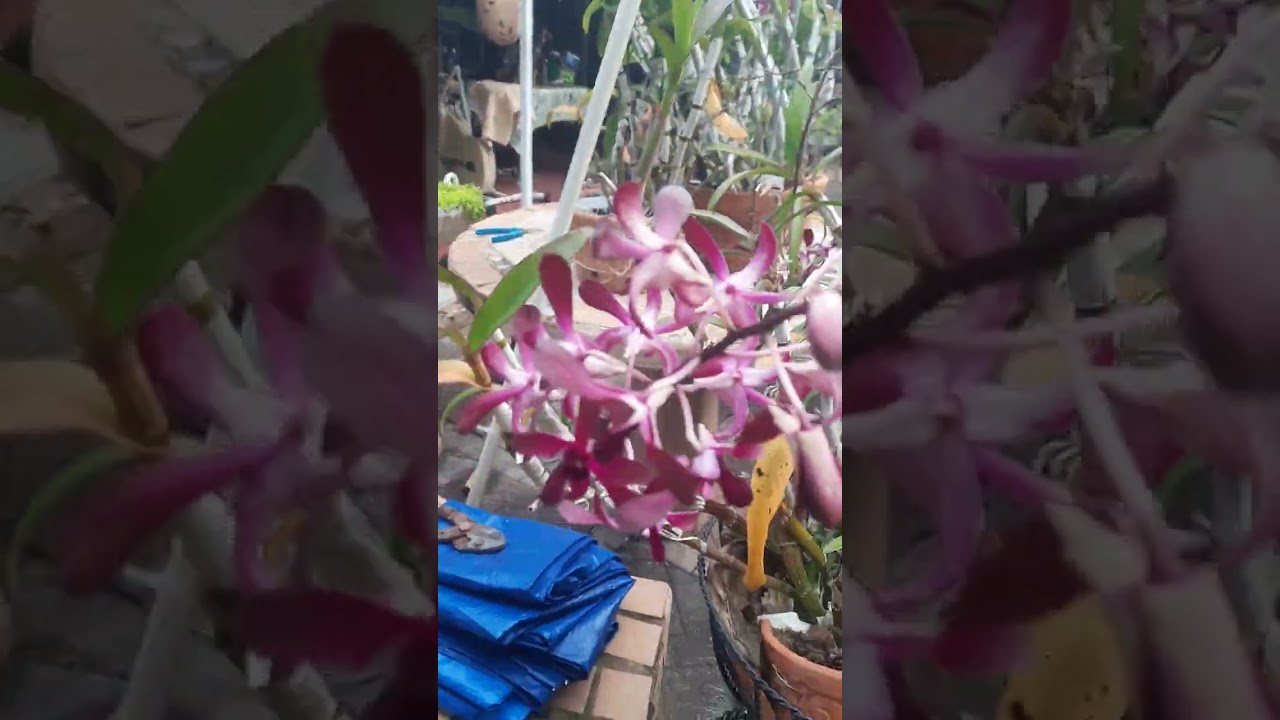 Mis bellas orquideas  en el Nuevo año 2026