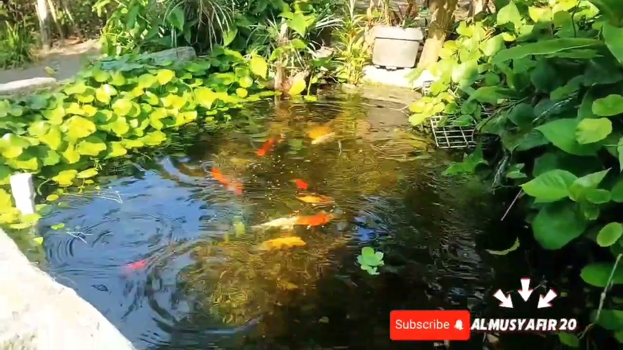 #update kolam ikan setelah lebih dari 1 bulan tanam tumbuhan air #kolamikan #kolamkoi #koi #koifish 