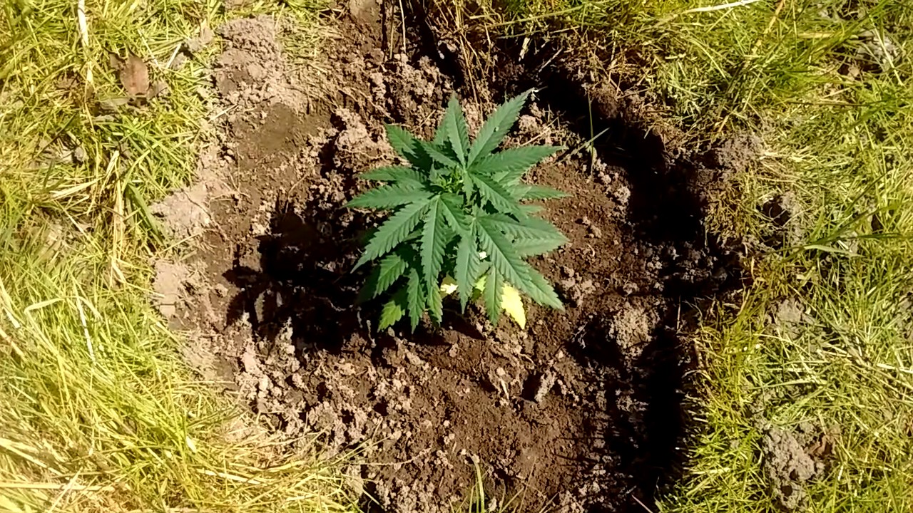 Outdoor 2017 grow 🙉🙈🙊
