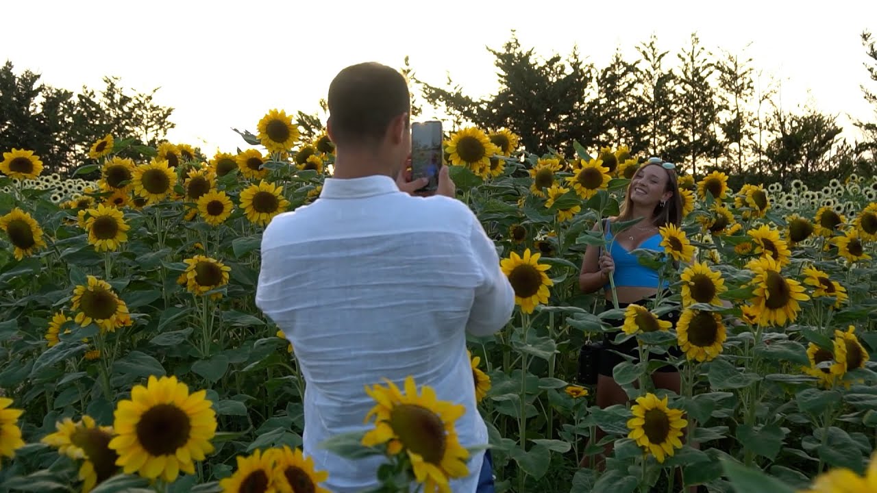 Il campo di girasoli dove si coltivano sorrisi