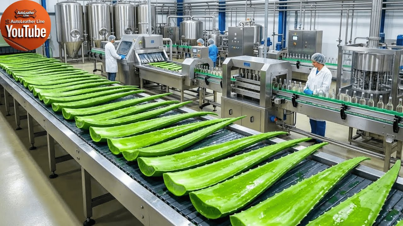 Inside the Aloe Vera Juice Factory: From Fresh Leaves to Pure Bottled Drink (Full Process)