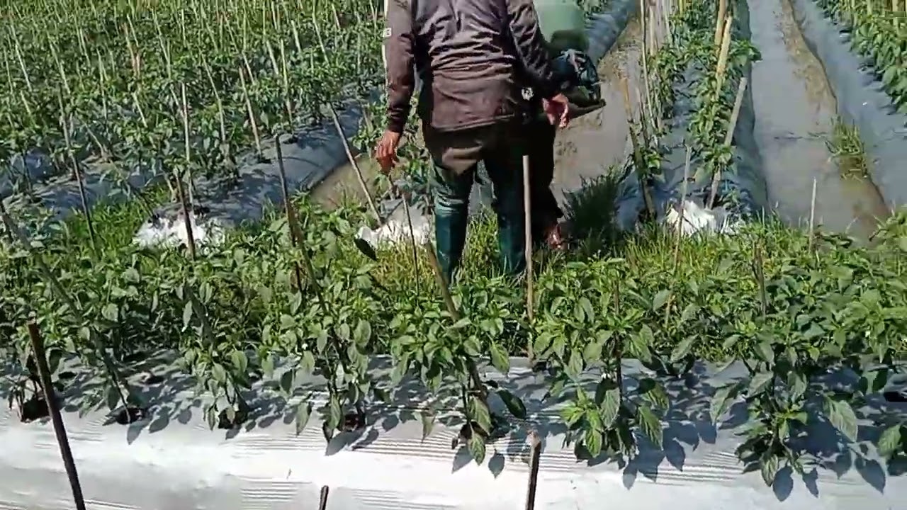 Spray Racikan Fungisida Anti Lodoh dan Antraknos
