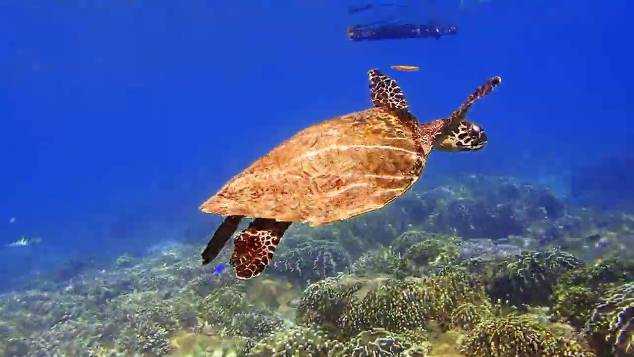 Dayan homestay 's housereef part.2 - Batanta - Raja Ampat 2023 - Papua