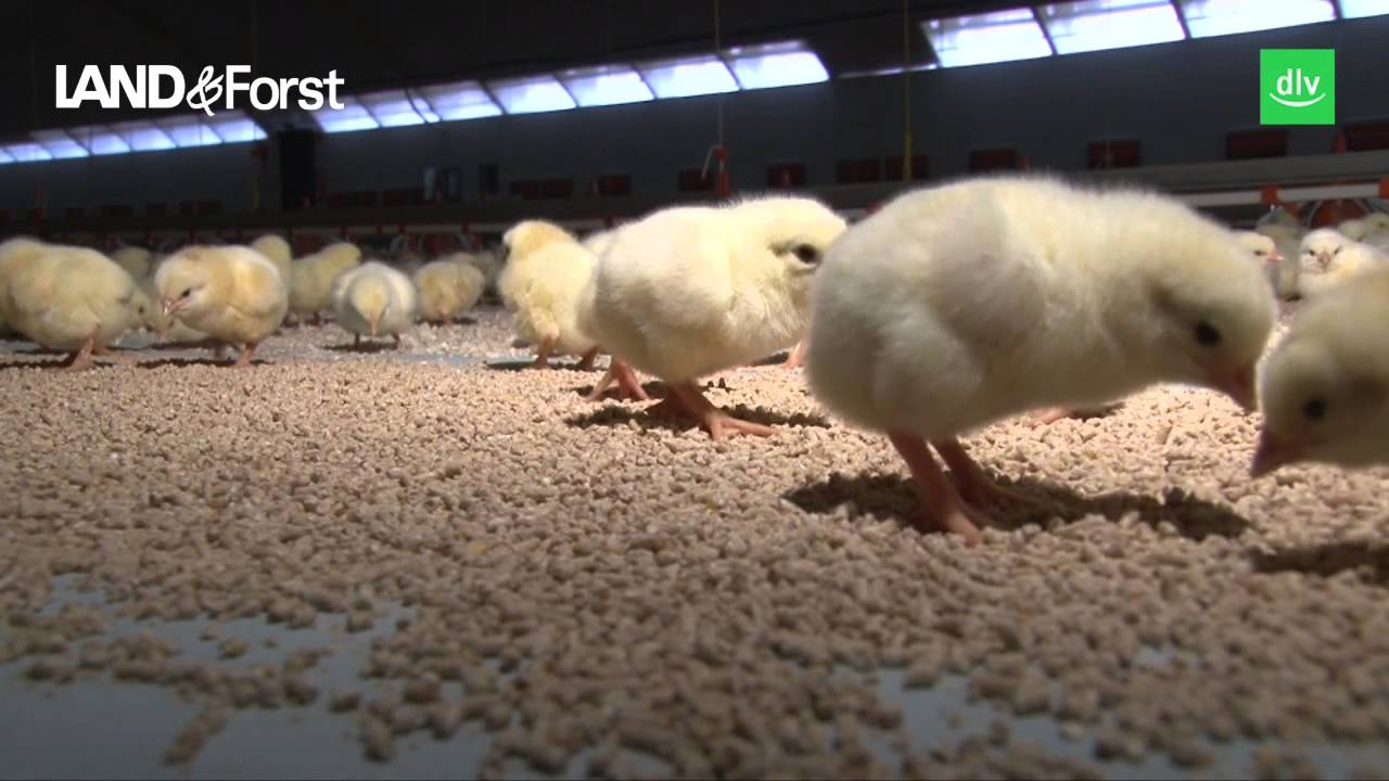 Hofreport: Neue Küken im Hähnchenstall