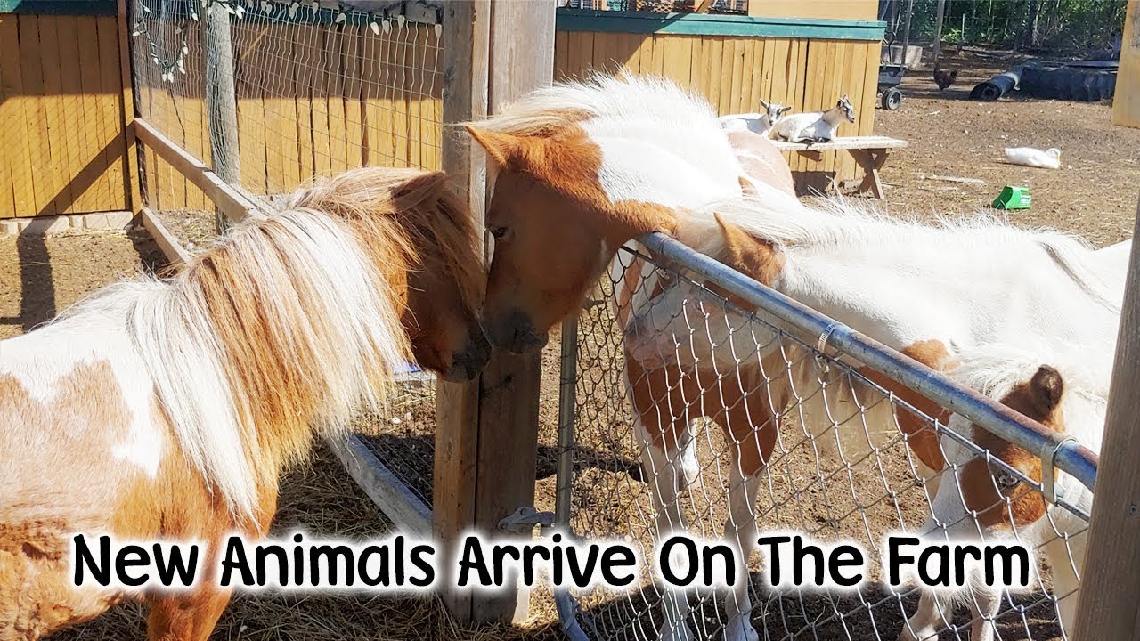Rescue Animals Come In - Daisy The Pony Arrives And Bobby The Goat Finds A Home
