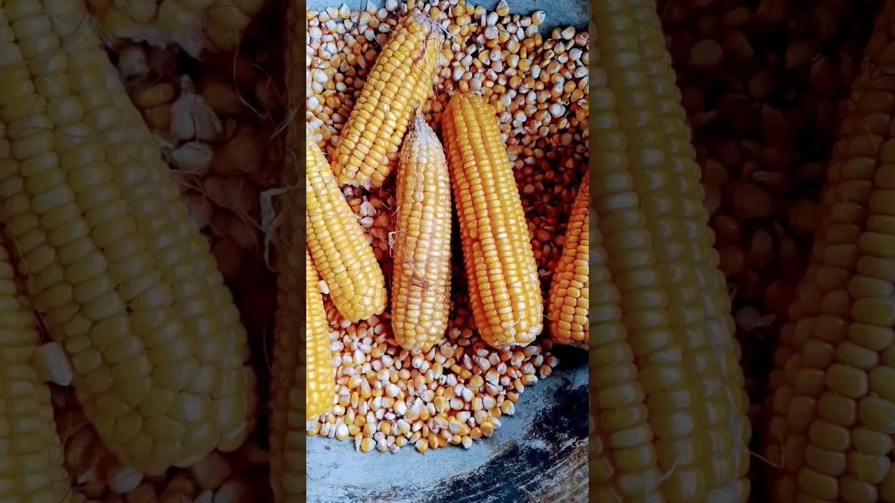Corn harvest from our field. #corn #crops #gardeningforbeginners #corncrop #gardening #shorts #field