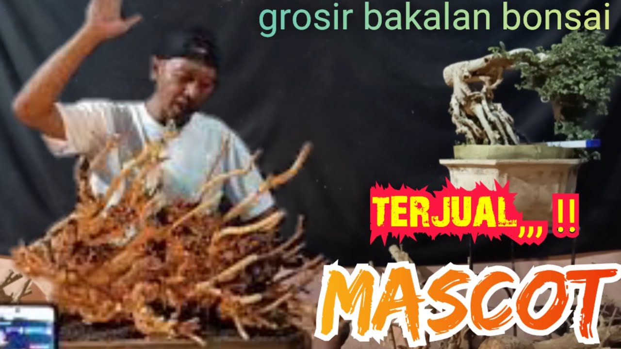 Mascot terjual,,, !! Grosir obral bakalan bonsai terbesar se-Indonesia 