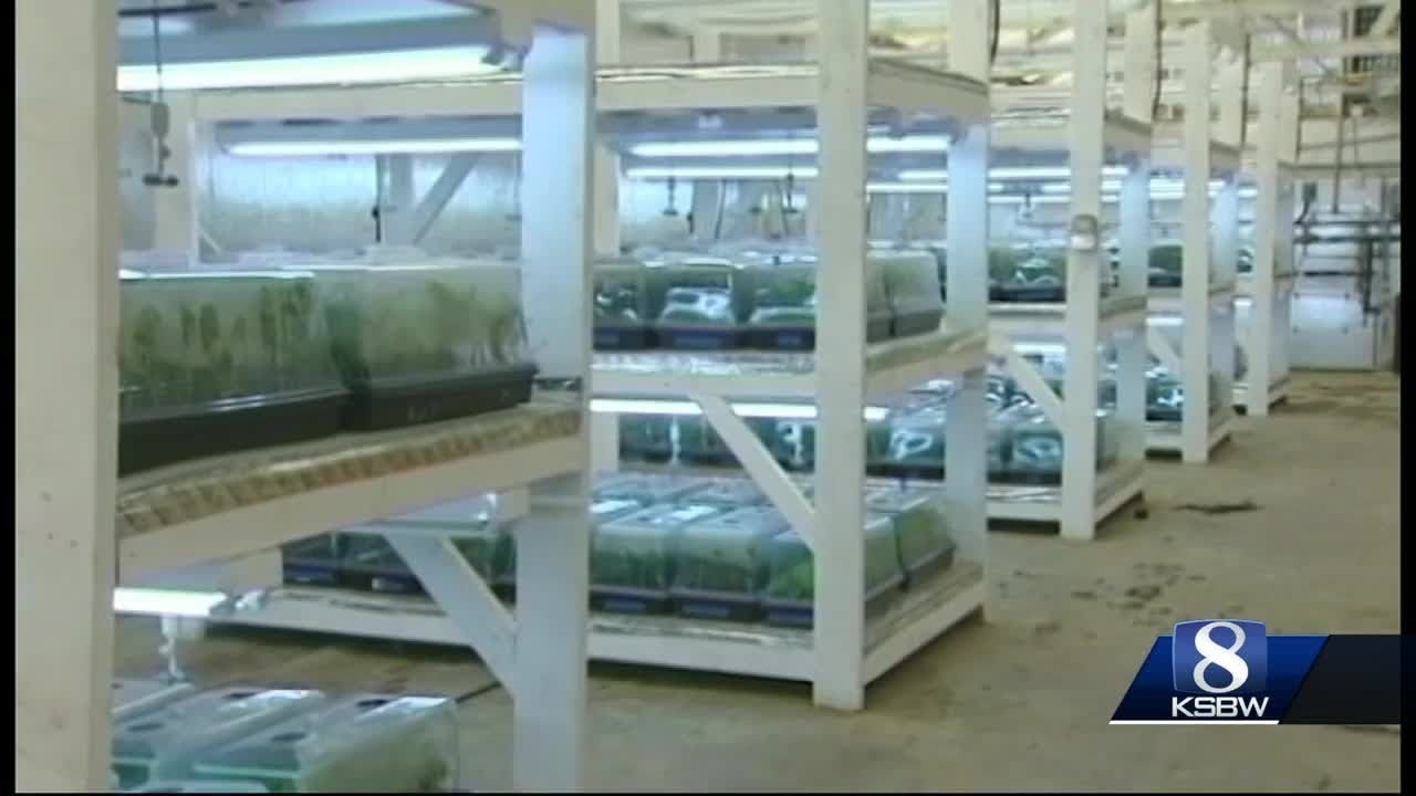 Cannabis in California, one year after legalization