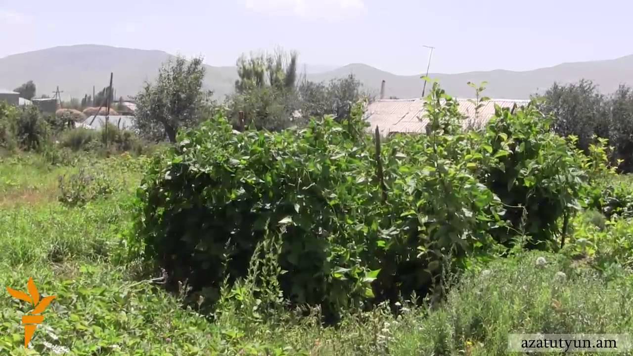 Սառնակունքը «դատարկվել ու ծերացել է»