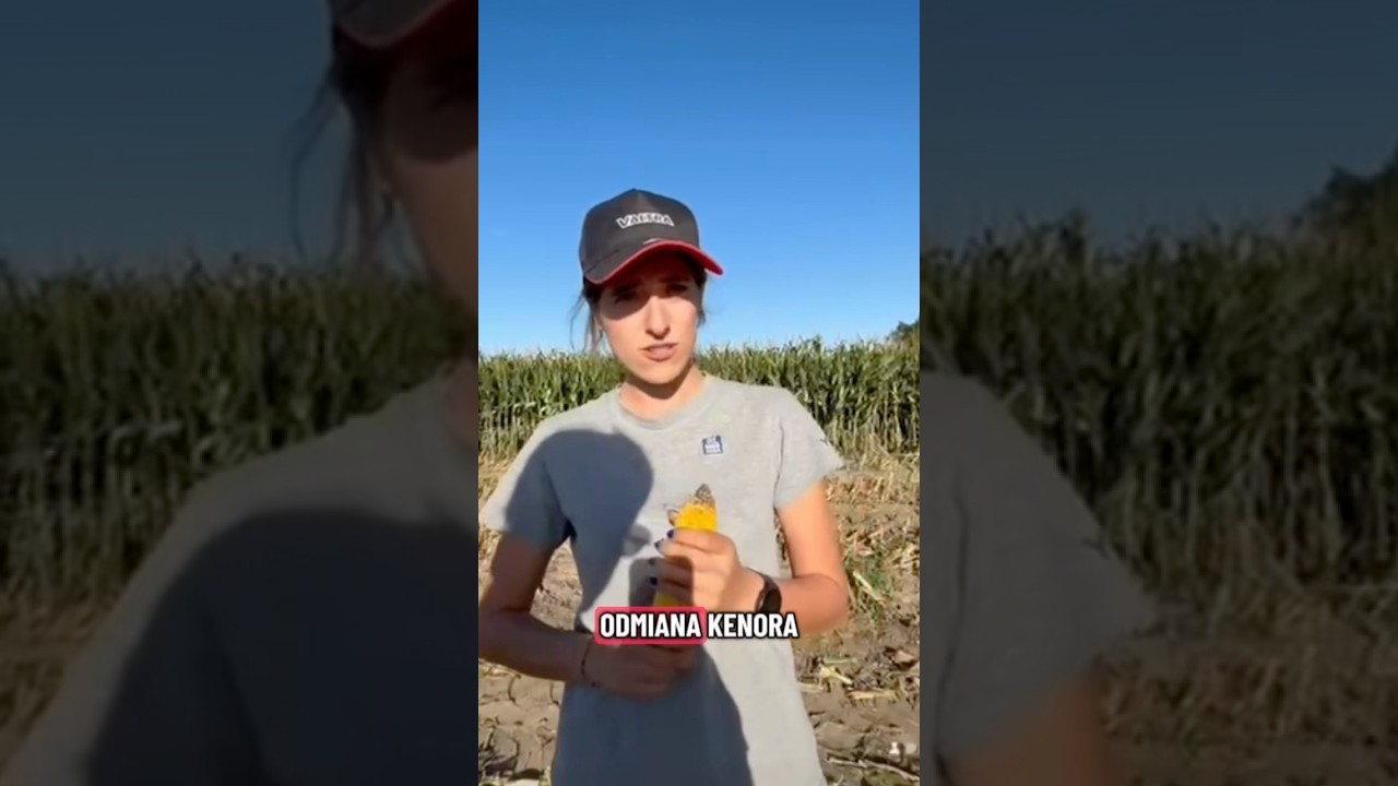 KENORA idzie pod kosę🙌🌽 #kukurydza #rolniczka