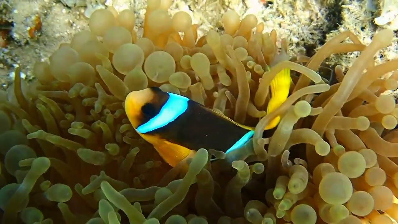 Clownfish - nemo #nemo #clownfish #coralreff