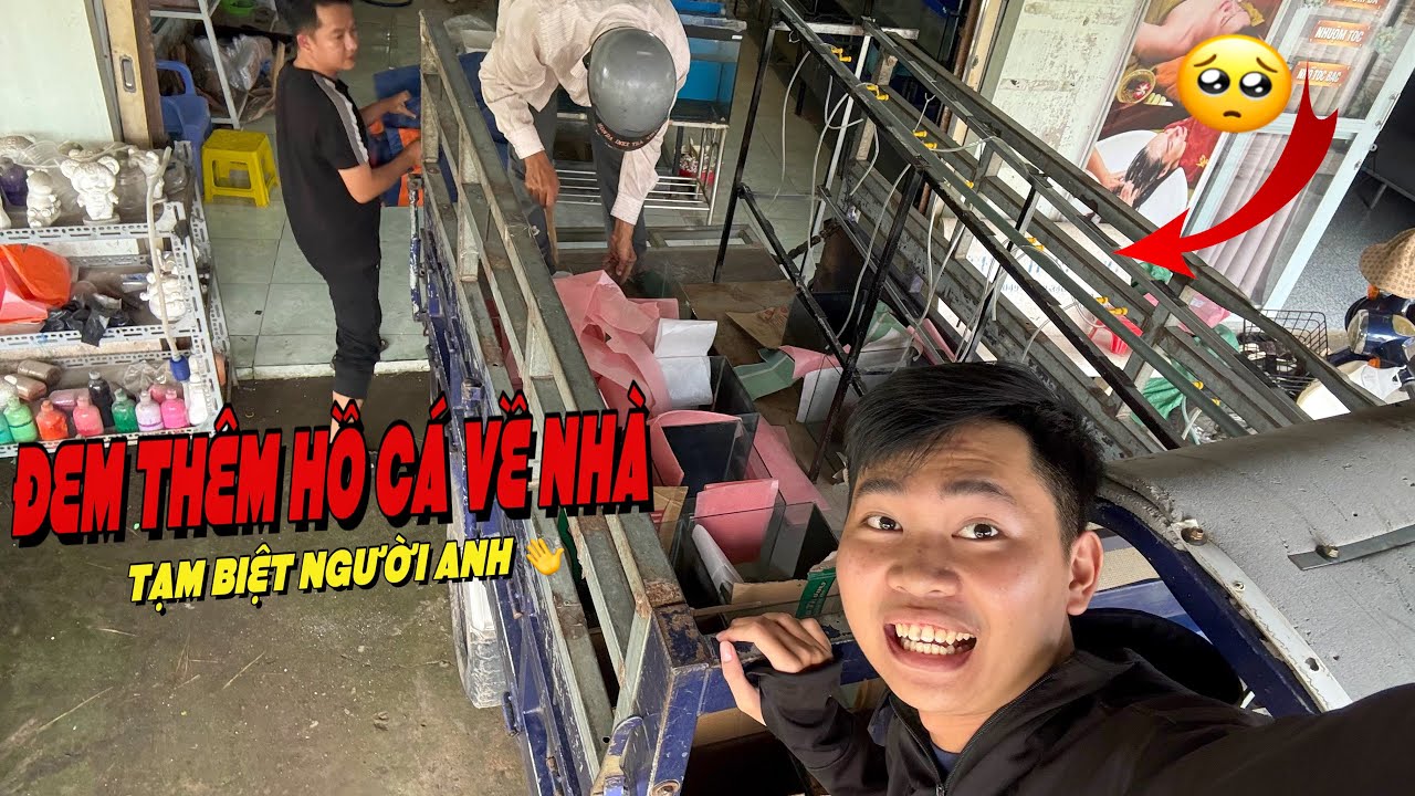 Đem Thêm Hồ Cá Về Để Nuôi Lóc Vẩy Rồng 