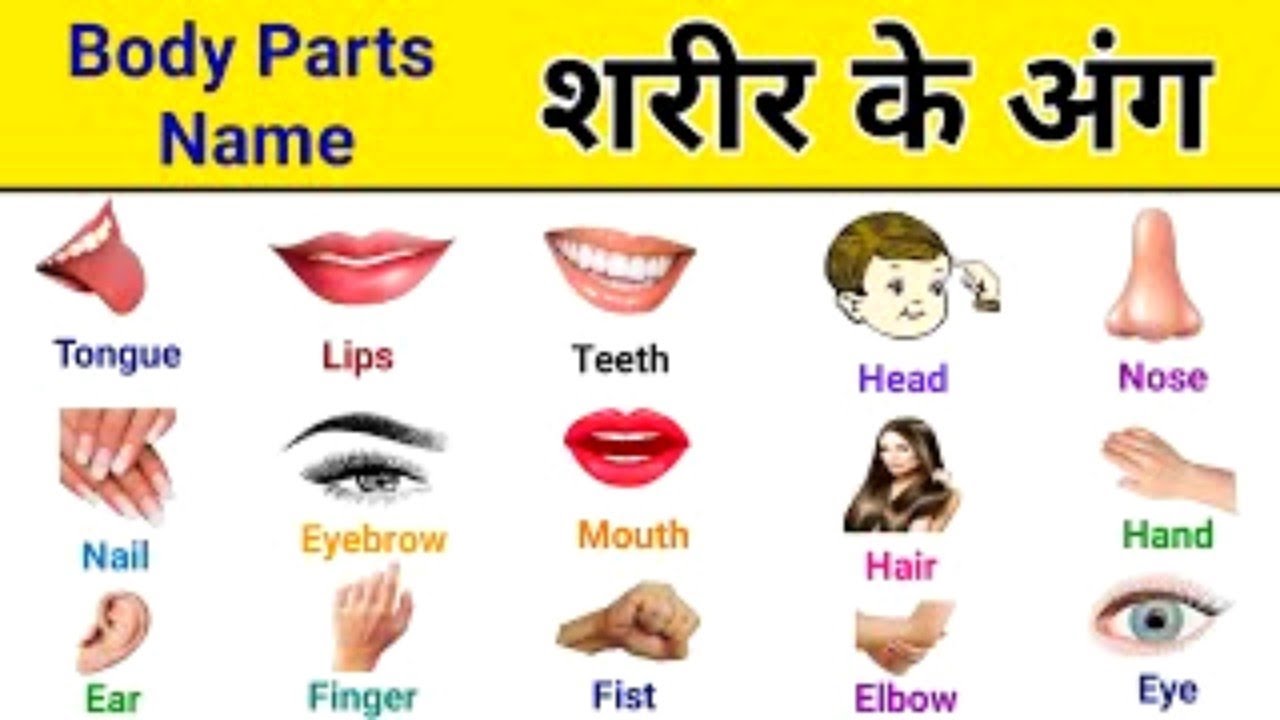 शरीर के अंगों के नाम हिंदी और अंग्रेजी मे, Body parts name with spelling, Body parts name, अंगों के.