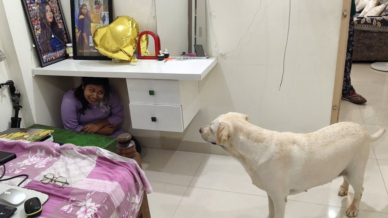 Playing Hide And Seek 🫣With My Dog🦮