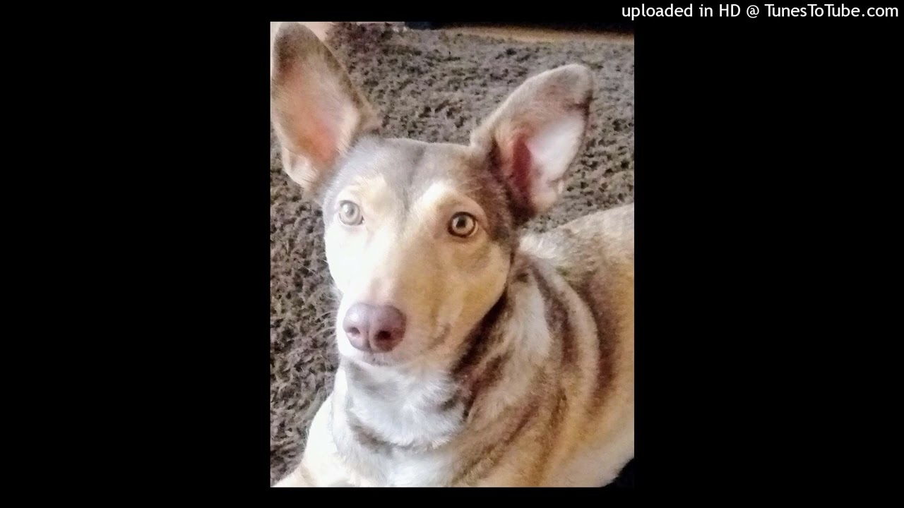 Wuff! Wuff! Wuff! - Fun-Punk-Pogo-Track 