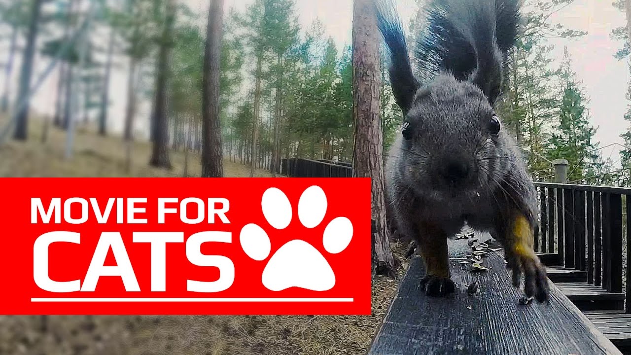 MOVIE FOR CATS - 🐿️ HUNGRY SQUIRREL (ENTERTAINMENT VIDEOS FOR CATS TO WATCH)