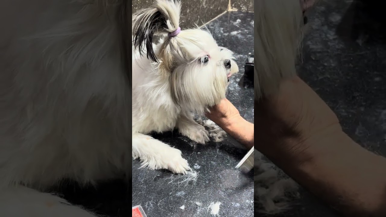 #shihtzugrooming #cuteshihtzu