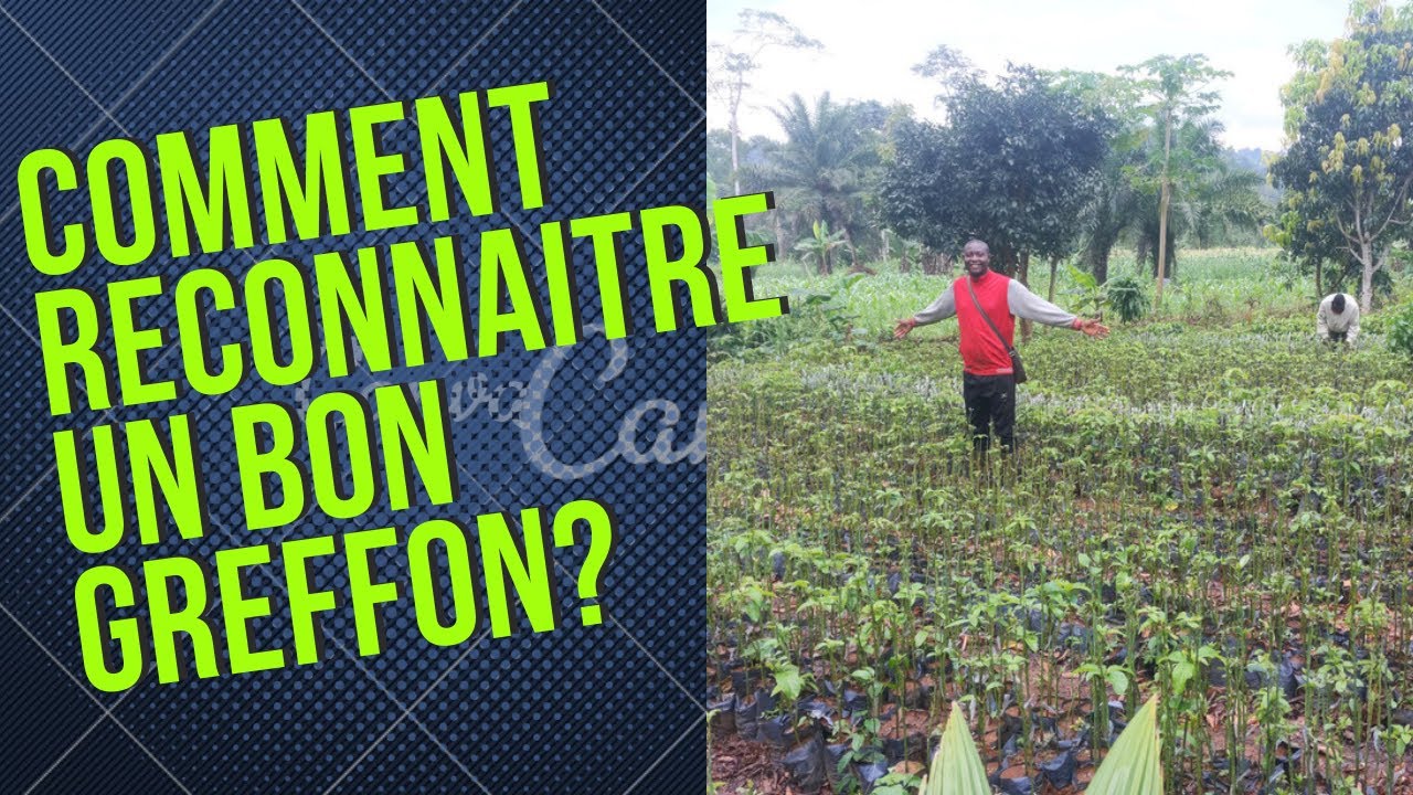 COMMENT RECONNAITRE UN BON GREFFON?