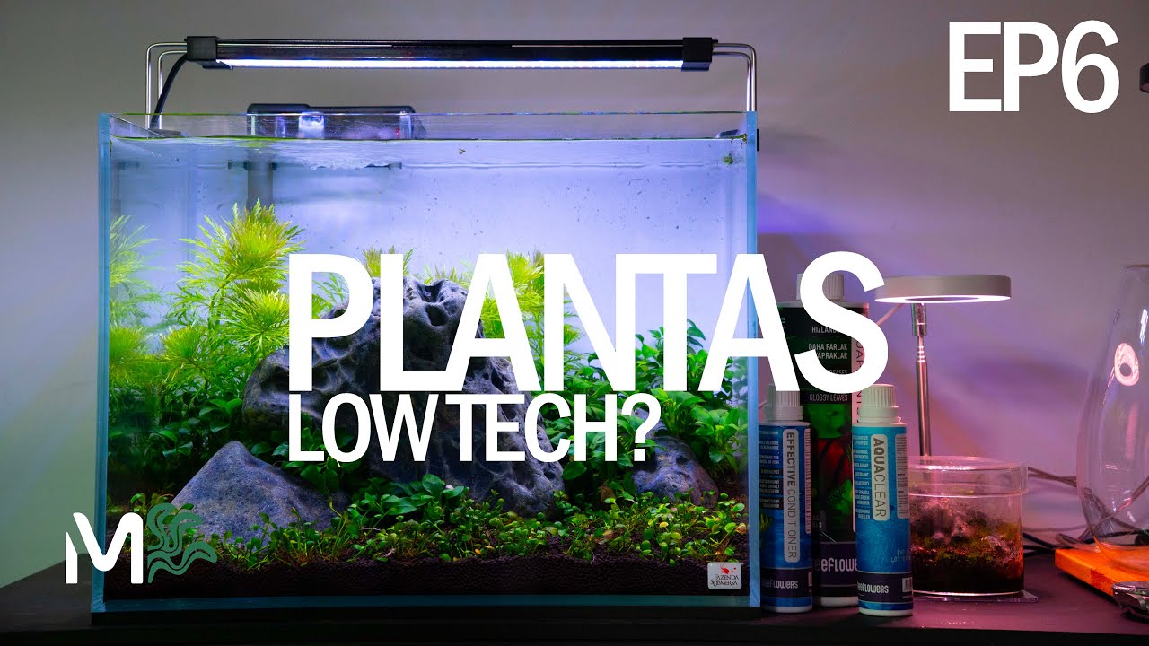 COMO ESCOLHER E PLANTAR PLANTAS DE AQUÁRIO? - O Básico EP6