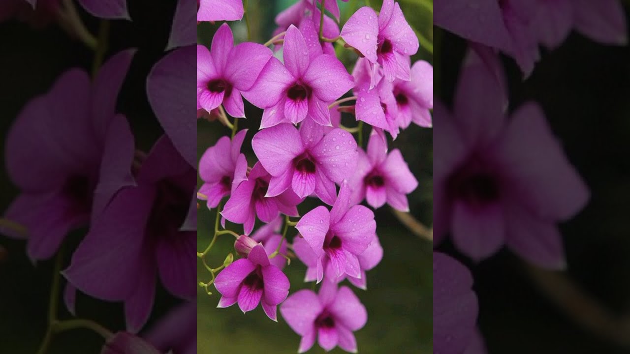 Flower Pictures