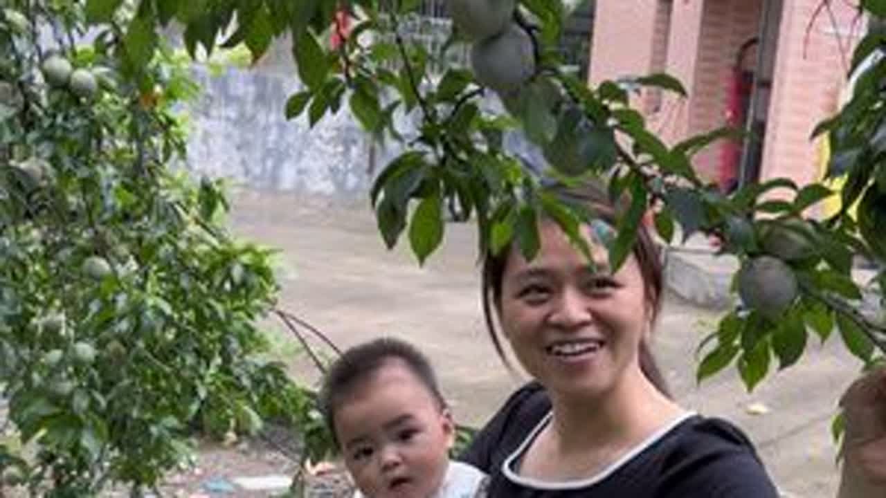农村收购青的三华李，公公婆婆一天摘了上千斤，不值钱却没办法 #我的乡村生活 #优质农产品 #三农 #三华李 #农业