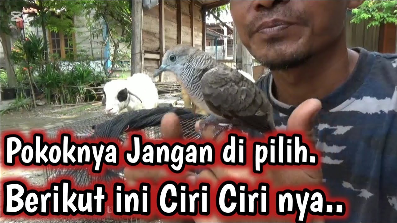 entah KENAPA ORANG JAWA tidak SUKA PERKUTUT YANG SEPERTI ini @Perkutut Chanelku