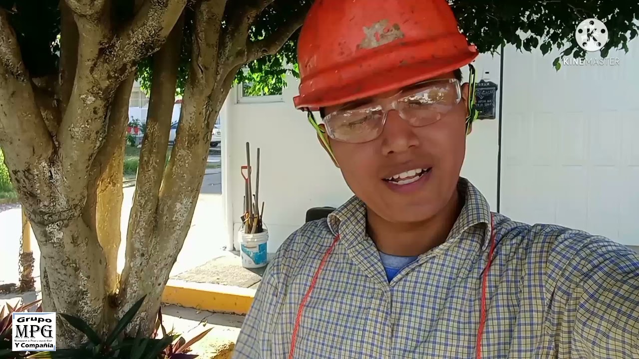 Podando árbol de ficus con el cortasetos en forma de hongo