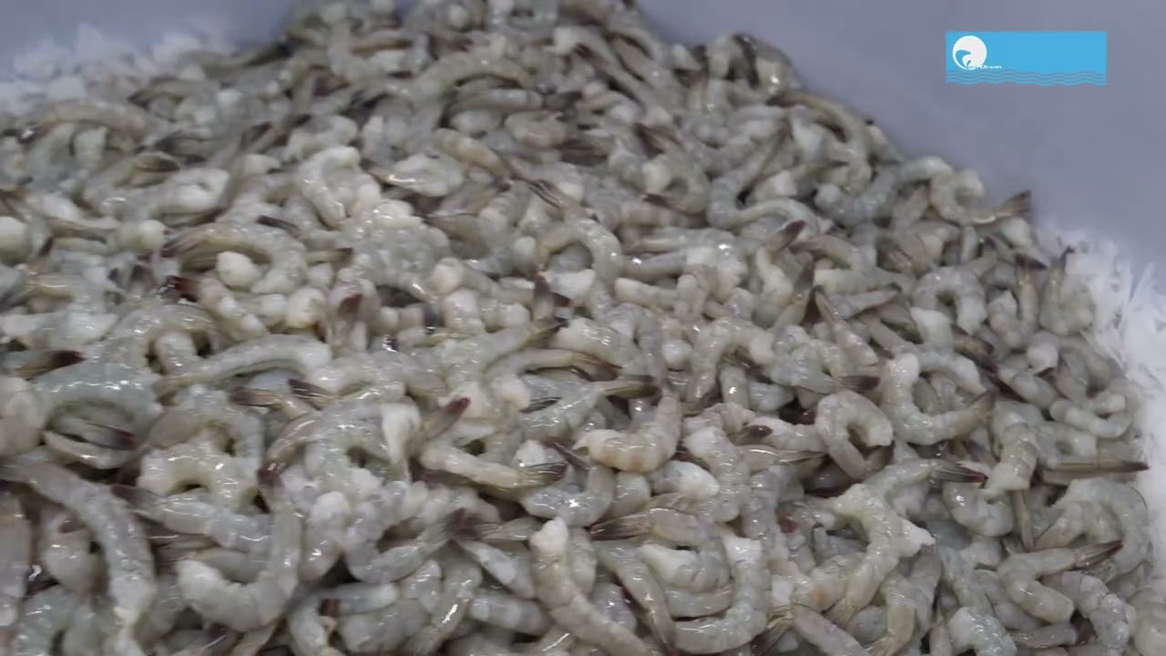 Tempura Vannamei Shrimp Processing Line