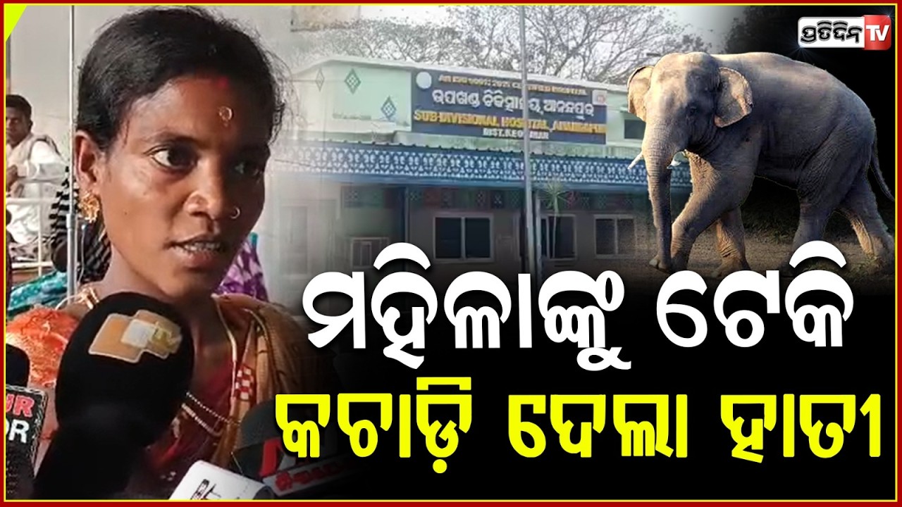 ମହିଳାଙ୍କୁ ଟେକି କଚାଡ଼ି ଦେଲା ହାତୀ ,ପତ୍ର ତୋଳିବାକୁ ଯାଇଥିଲେ Woman Injured In Elephant Attack In Keonjhar