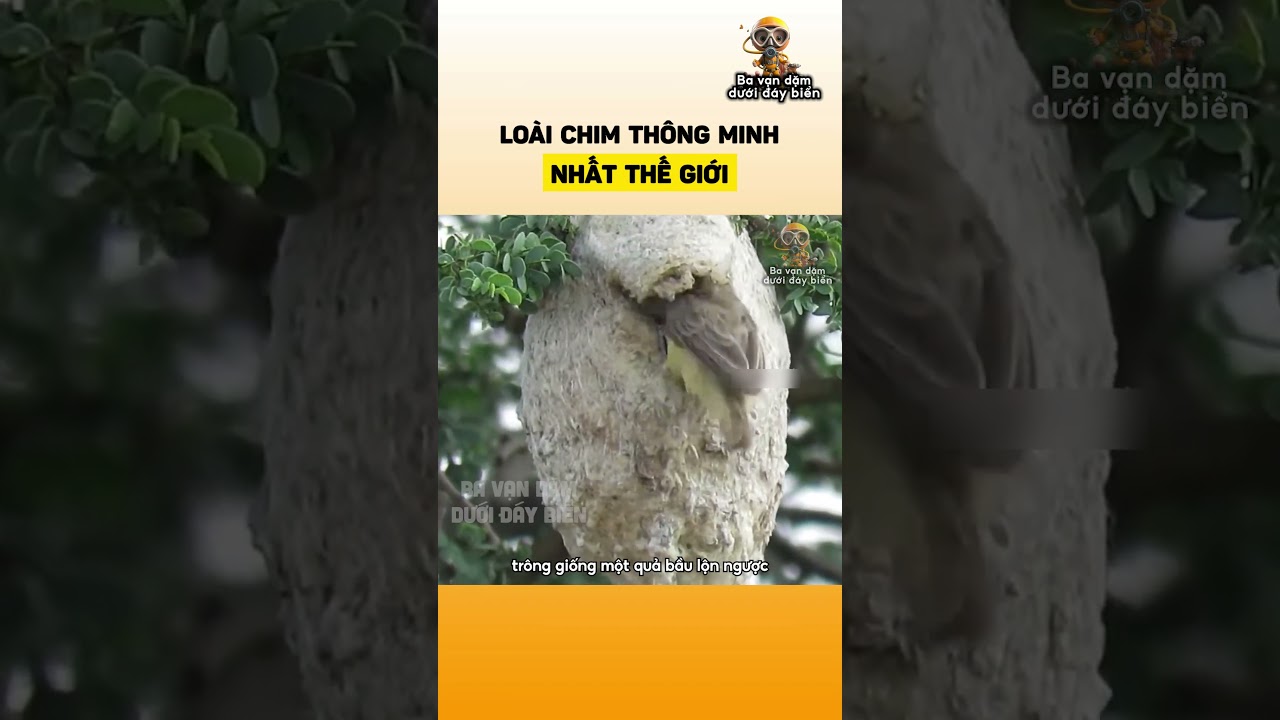 Lo&agrave;i chim th&ocirc;ng minh nhất thế giới