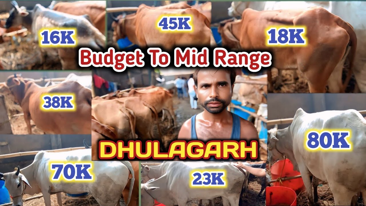 ₹ Budget Price Mein Qurbani Cow? | Dhulagarh Howrah Cow Haat 2025 Full Tour | #dhulagarh #cow