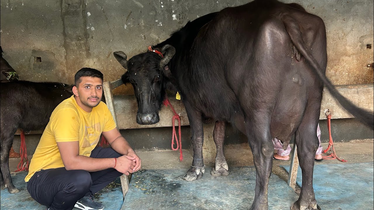 Live Milking 1st Time 11.520 kg || 3rd Timer Buffalo || Rahul Mor Bass 7015409725