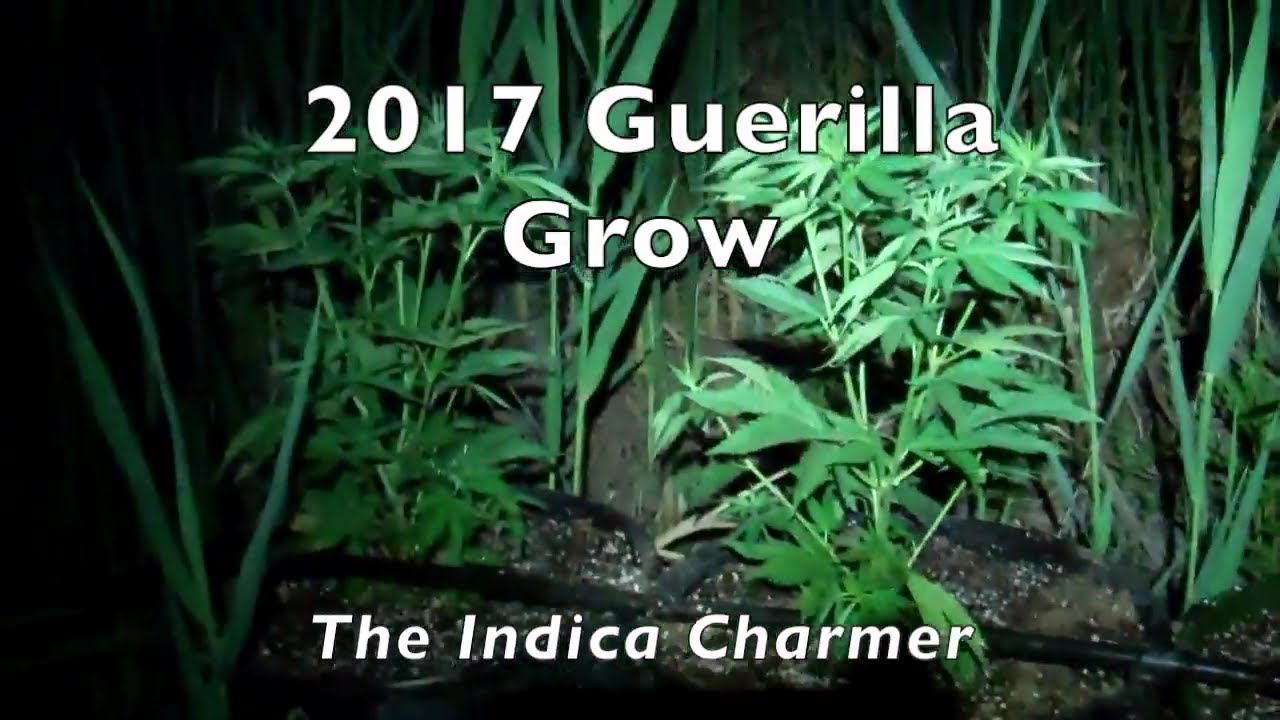 2017 Guerilla Grow