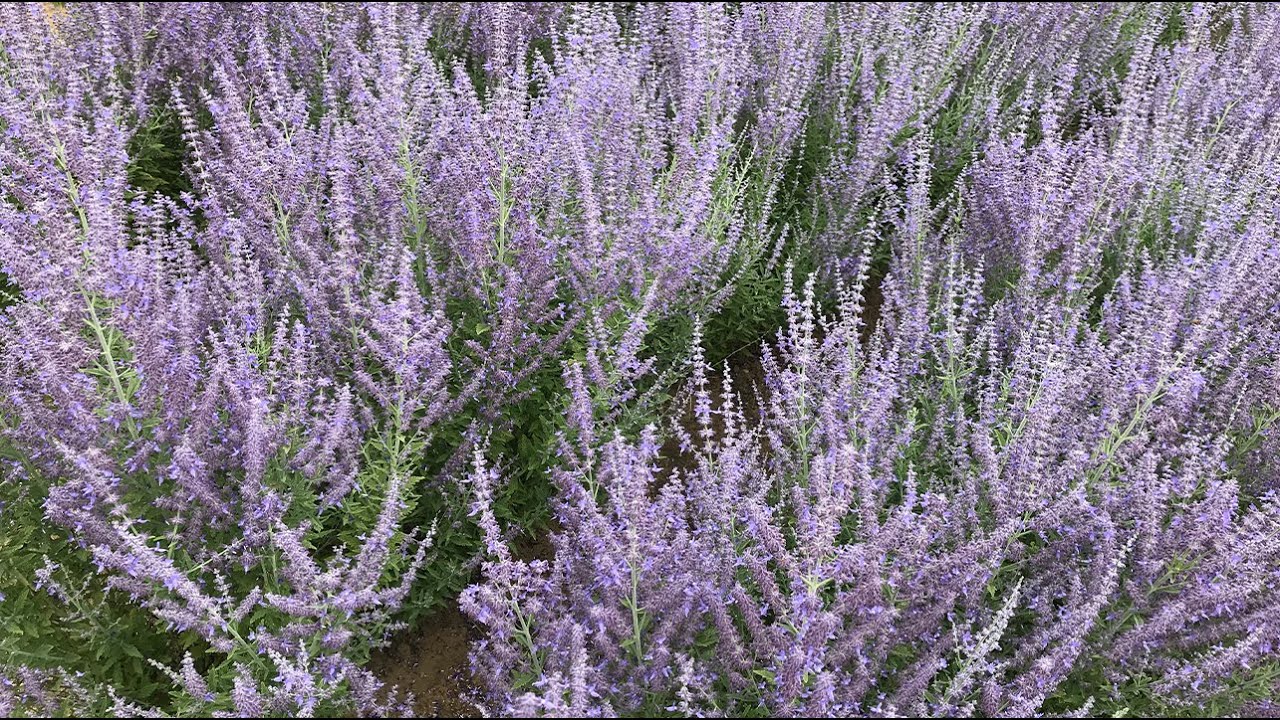 Perovskia Comparison || Walters Gardens