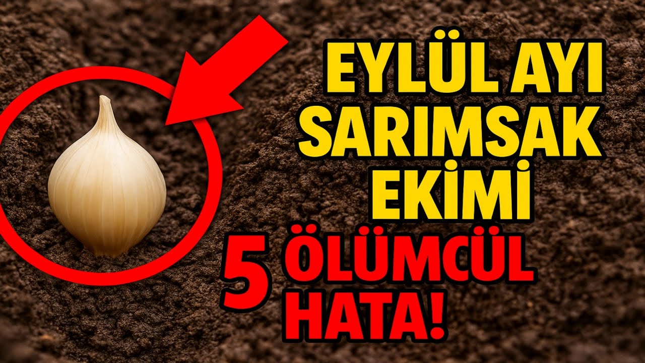 Eylül Ayı Sarımsak Ekimi: 5 Ölümcül Hata! Sizde de var mı? Kontrol edin, yoksa hasat olmaz!