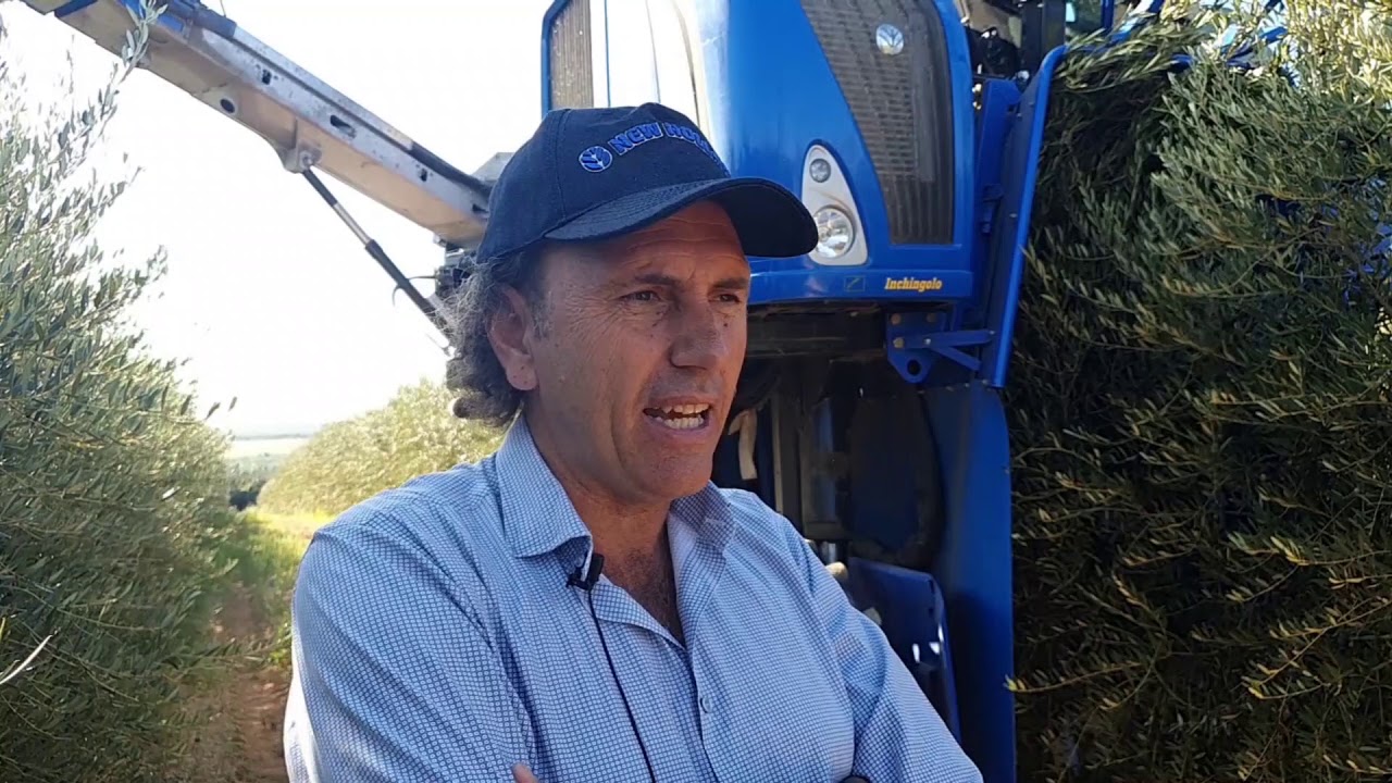 BRAUD 9090X Olive Harvester - Alfonso di Pietro (ENG subtitles 2 0)
