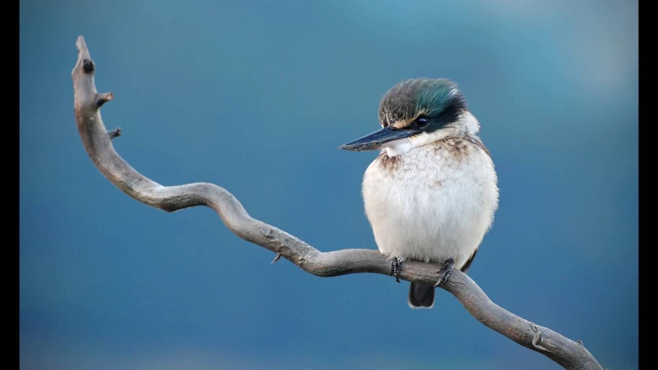 New Zealand Kingfisher Photography.wmv