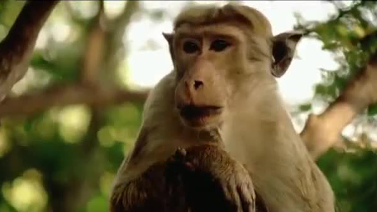 Monkeys on the Lookout | Clever Monkeys | BBC Earth
