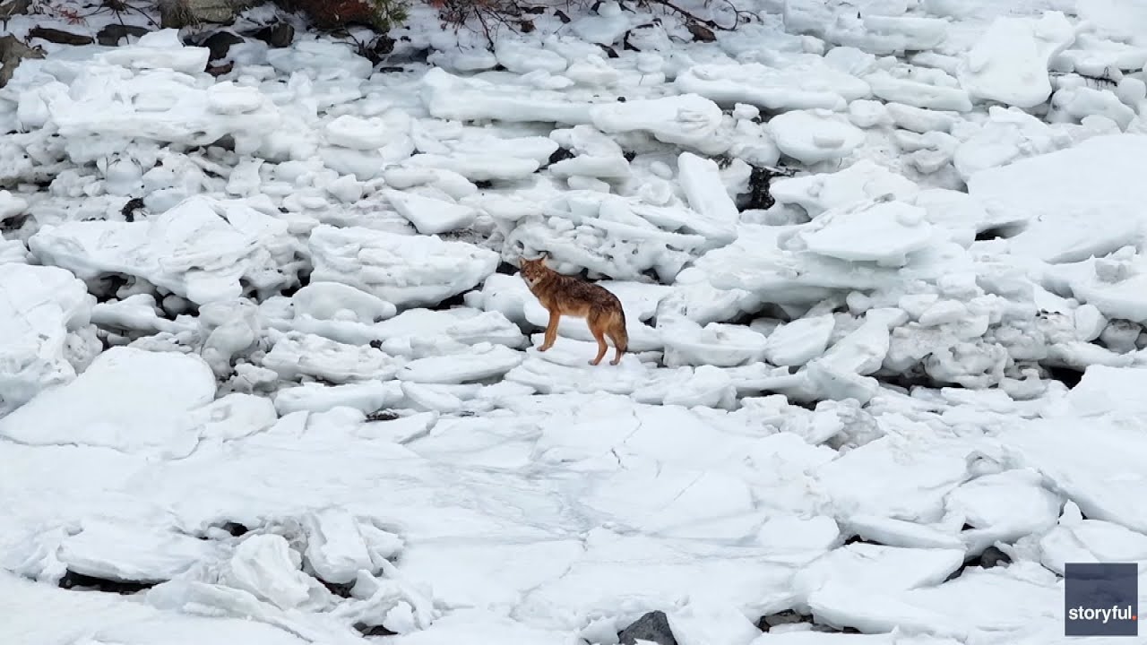Experts Warn Ice Is Not Always Safe To Walk On