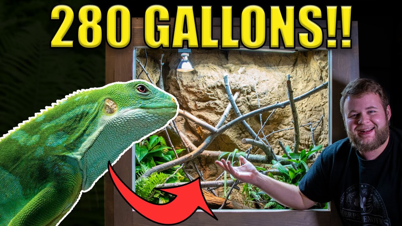 RARE IGUANA PARADISE!! Custom 280 gallon VIVARIUM!!