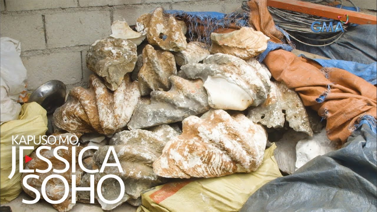 Kapuso Mo, Jessica Soho: Mga higanteng taklobo, nagkakahalaga ng libo-libo?