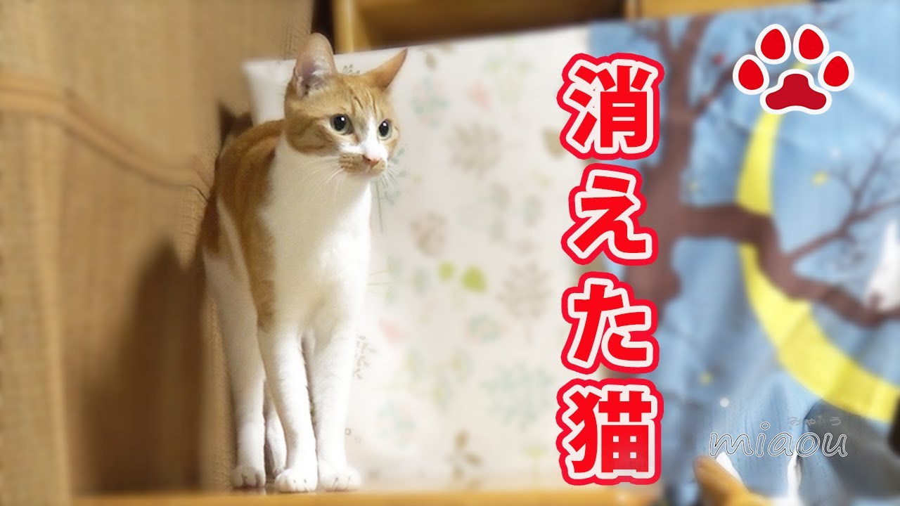 猫が消えた！？まやが居なくなった My cat is missed Maya 【瀬戸のまや日記】