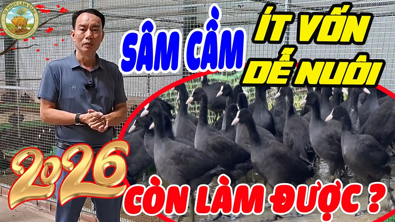 NUÔI CHIM SÂM CẦM - ÍT VỐN-DỄ NUÔI-2026 CÒN LÀM ĐƯỢC ?|10 PHÚT LÀM GIÀU