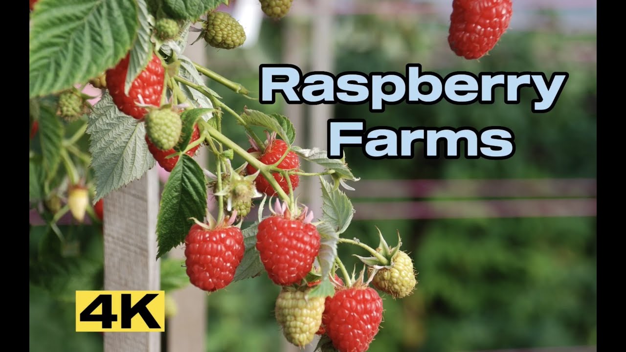 Raspberry Farms of Switzerland | Fermes de Framboises | Фруктовый союз Швейцарии | Малиновые фермы |