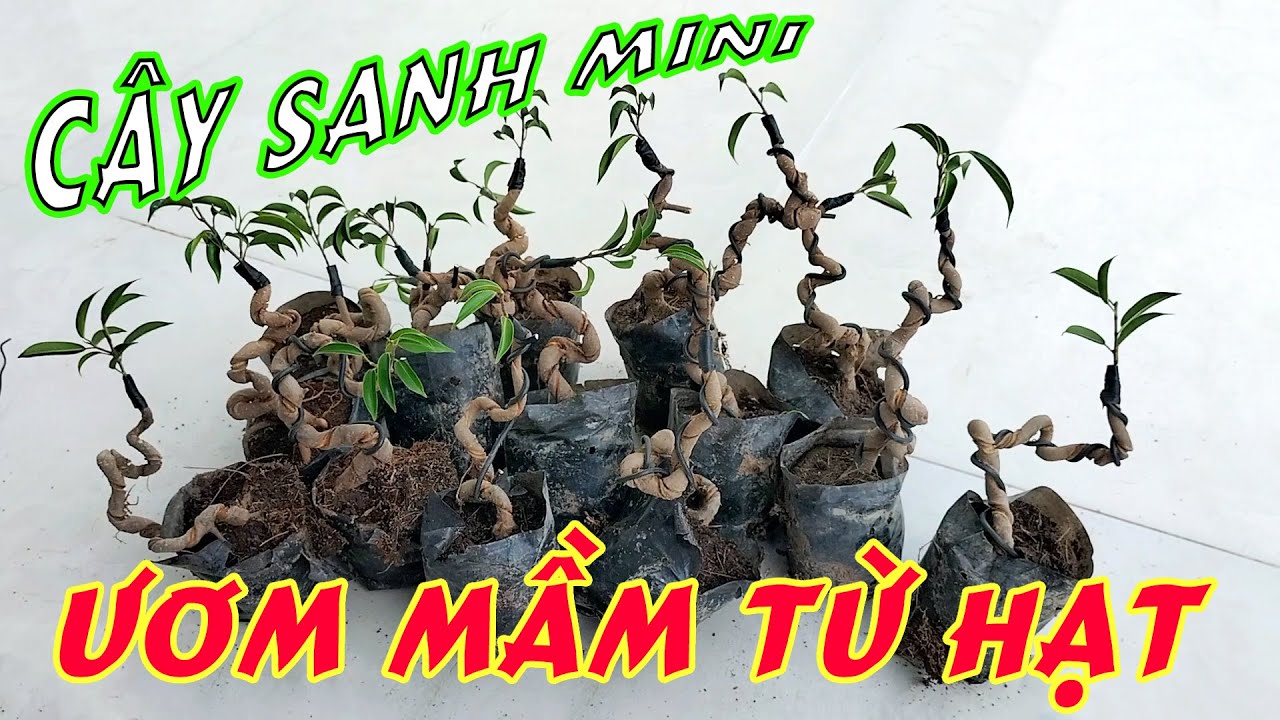 THU HOẠCH VÀ TỪNG BƯỚC LÀM CÂY SANH MINI ƯƠM TỪ HẠT#25