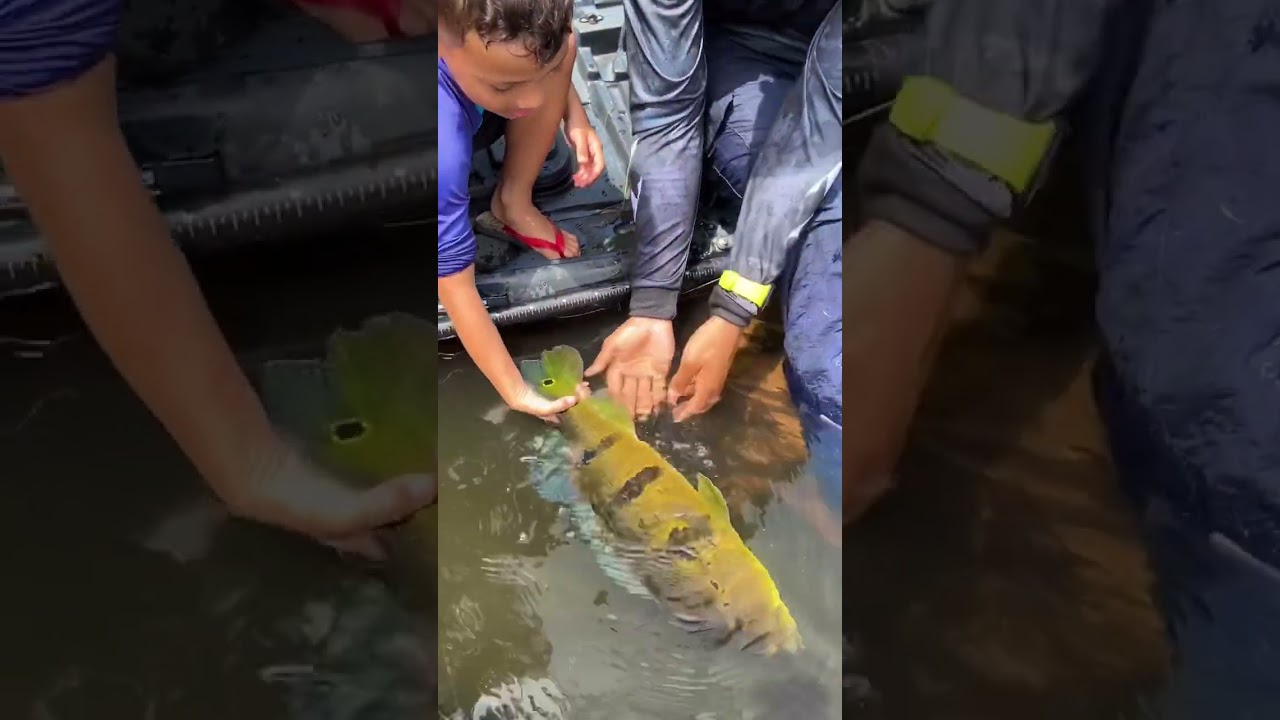 Pesque e Solte ! Compartilha essa A&ccedil;&atilde;o ❤️ #pesca #tuna115 #tucunare