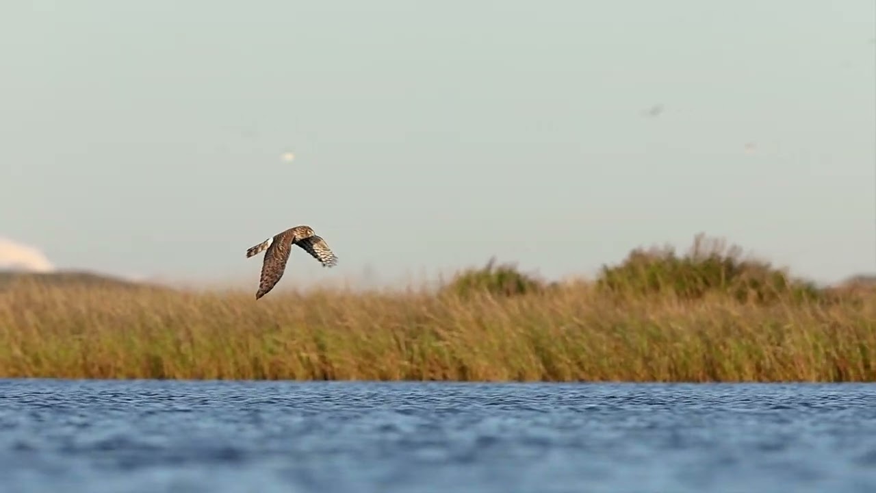 Northern Harrier Glides over Water | Audubon Photography Awards 2023 Top Video | Tim Timmis